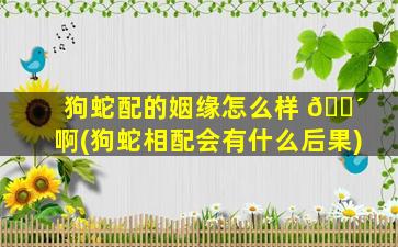 狗蛇配的姻缘怎么样 🐴 啊(狗蛇相配会有什么后果)